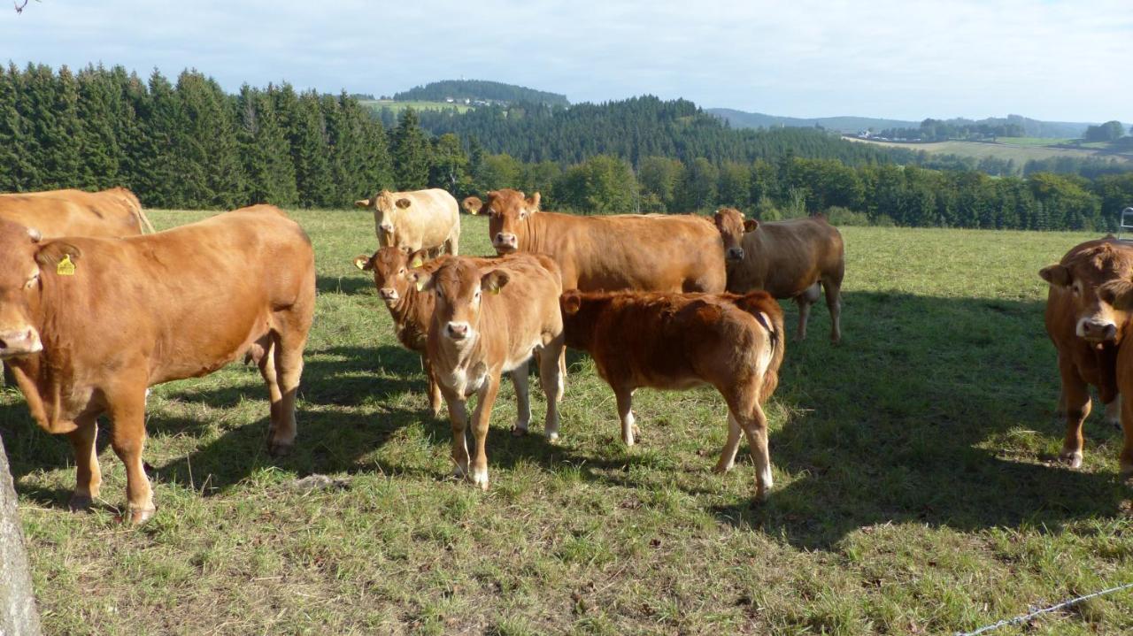Aussichtsbauernhofpension Hof Gretchens Winterberg Eksteriør bilde